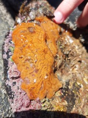 Botrylloides diegensis