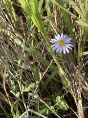 Aster shimadae