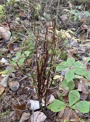 Calyptospora columnaris