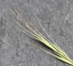 Festuca muralis