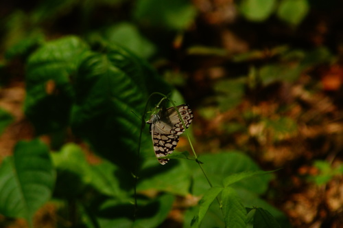 Mariposa tronadora gris
