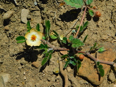 Kallstroemia rosei