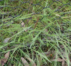 Festuca muralis