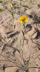 Sisyrinchium graminifolium