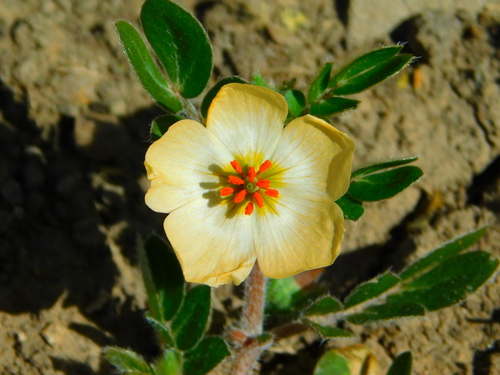 Kallstroemia rosei