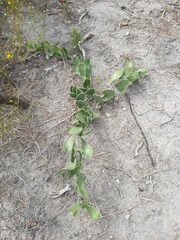 Maytenus phyllanthoides