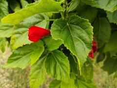 Malvaviscus