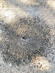 Formicoidea