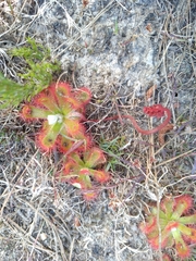 Drosera esterhuyseniae