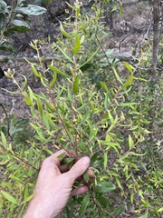 Persoonia sericea