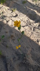 Sisyrinchium graminifolium