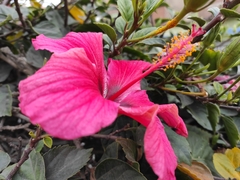 Hibiscus rosa-sinensis