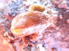 Musculus impactus