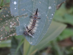 Phaegopterina