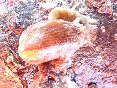 Musculus impactus