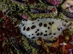 Aphelodoris sp-a