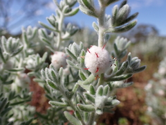 Dissocarpus paradoxus