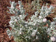 Dissocarpus paradoxus