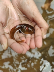 Clinotarsus curtipes