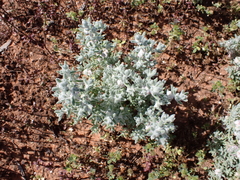 Dissocarpus paradoxus