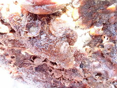 Neohymenicus pubescens