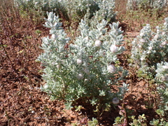 Dissocarpus paradoxus