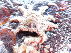 Neohymenicus pubescens