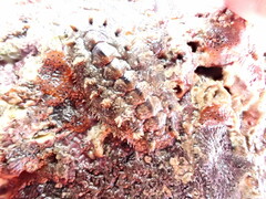 Acanthochitona zelandica