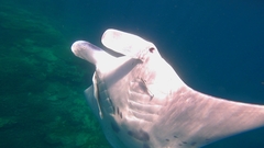 Mobula alfredi