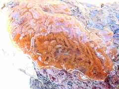 Botrylloides diegensis