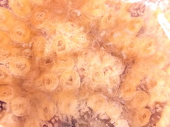 Botrylloides diegensis