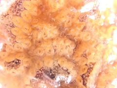 Botrylloides diegensis