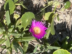 Carpobrotus rossii