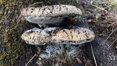 Pseudoinonotus