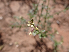Carrichtera annua