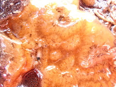 Botrylloides diegensis