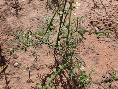 Carrichtera annua