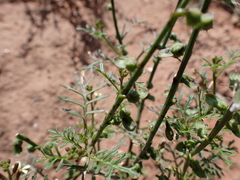 Carrichtera annua