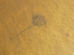 Pastinachus ater