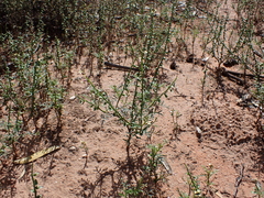 Carrichtera annua