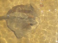 Pastinachus ater