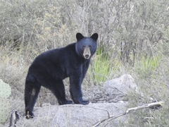 Ursus americanus eremicus