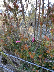 Epacris impressa
