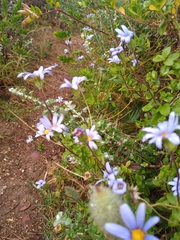 Felicia aethiopica