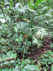 Chamaedorea tepejilote