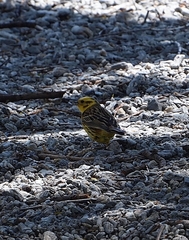 Emberiza citrinella caliginosa