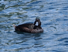 Aythya novaeseelandiae