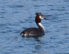 Podiceps cristatus australis