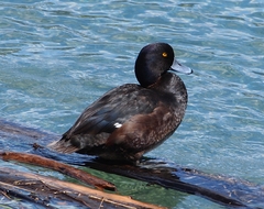 Aythya novaeseelandiae