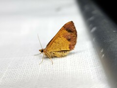 Chrysolarentia mecynata